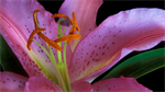 Fond d'écran gratuit de Fleurs - Lys − Nenuphares numéro 59741